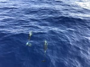 1,000 miles in the Tyrrhenian Sea dolphins 1,000 miles in the Tyrrhenian Sea dolphins