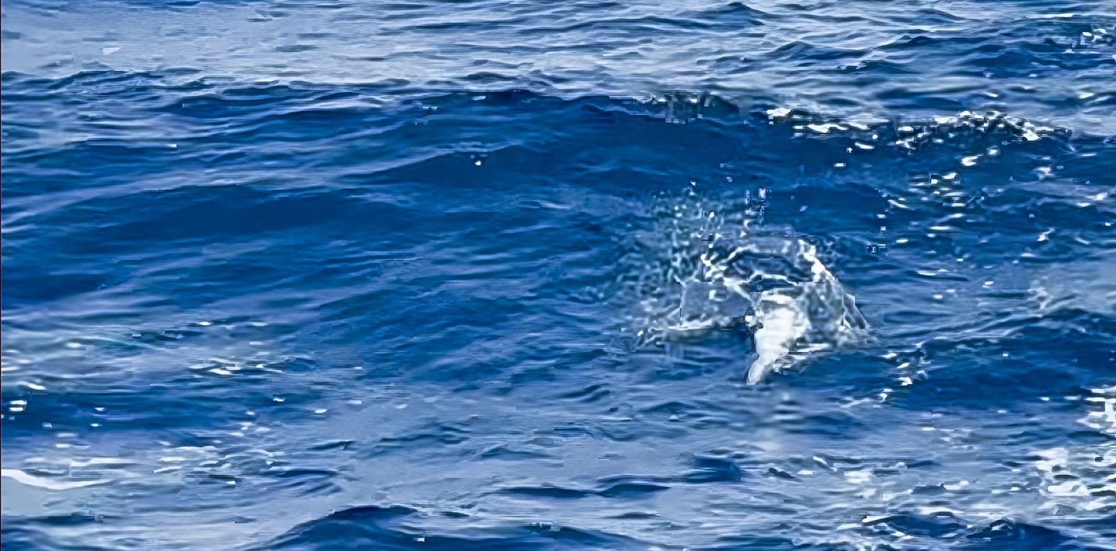 fishing lures fishing lures