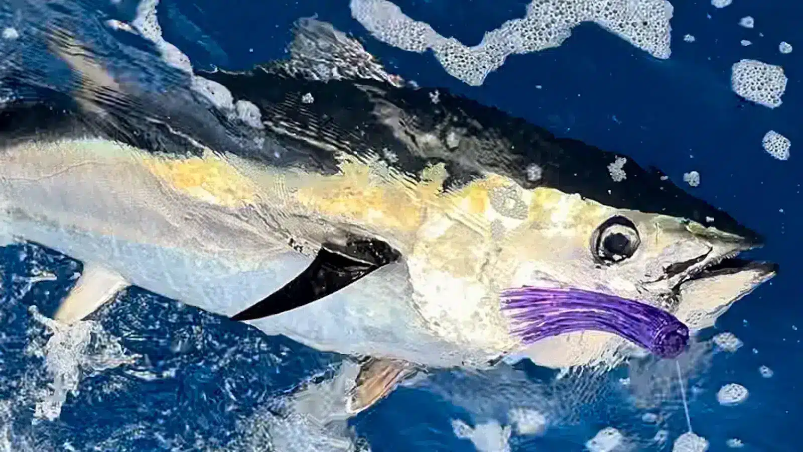 bluefin tuna bluefin tuna